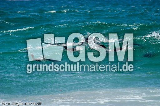 Eselspinguin (45 von 97).jpg